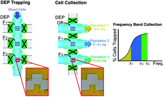 Graphical abstract: Frequency discretization in dielectrophoretic assisted cell sorting arrays to isolate neural cells