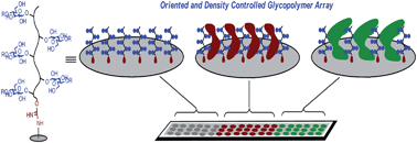 Graphical abstract: Glyco-macroligand microarray with controlled orientation and glycan density