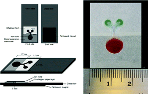 Graphical abstract: Blood separation on microfluidic paper-based analytical devices