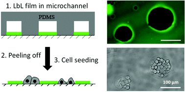Graphical abstract: Microfluidics meets soft layer-by-layer films: selective cell growth in 3D polymer architectures