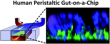 Graphical abstract: Human gut-on-a-chip inhabited by microbial flora that experiences intestinal peristalsis-like motions and flow