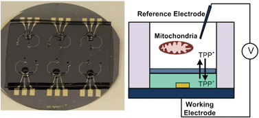 Graphical abstract: Wafer-scale mitochondrial membrane potential assays