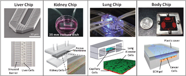 Graphical abstract: Microengineered physiological biomimicry: Organs-on-Chips