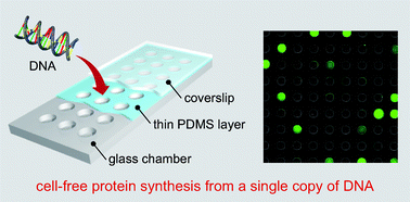 Graphical abstract: Cell-free protein synthesis from a single copy of DNA in a glass microchamber
