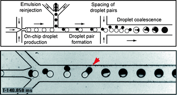 Graphical abstract: Selective droplet coalescence using microfluidic systems