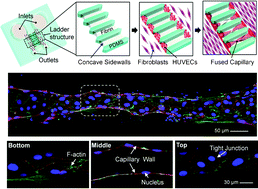 Graphical abstract: In vitro formation and characterization of a perfusable three-dimensional tubular capillary network in microfluidic devices