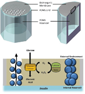 Graphical abstract: In vitro and in vivo testing of glucose-responsive insulin-delivery microdevices in diabetic rats