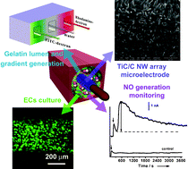 Graphical abstract: Vascular lumen simulation and highly-sensitive nitric oxide detection using three-dimensional gelatin chip coupled to TiC/C nanowire arrays microelectrode