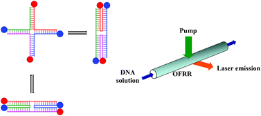 Graphical abstract: Bio-switchable optofluidic lasers based on DNA Holliday junctions