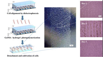 Graphical abstract: Gelatin methacrylate as a promising hydrogel for 3D microscale organization and proliferation of dielectrophoretically patterned cells