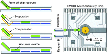 Graphical abstract: Accurate dispensing of volatile reagents on demand for chemical reactions in EWOD chips