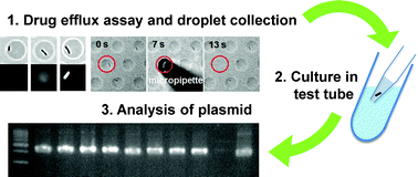 Graphical abstract: A single-cell drug efflux assay in bacteria by using a directly accessible femtoliter droplet array