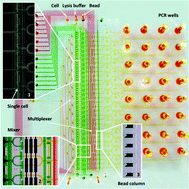 Graphical abstract: An automated microfluidic device for assessment of mammalian cell genetic stability