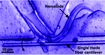 Graphical abstract: An integrated fiber-optic microfluidic device for detection of muscular force generation of microscopic nematodes