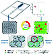 Graphical abstract: Highly sensitive and quantitative detection of rare pathogens through agarose droplet microfluidic emulsion PCR at the single-cell level