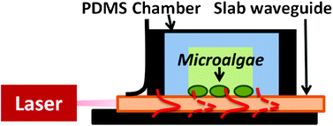 Graphical abstract: Slab waveguide photobioreactors for microalgae based biofuel production