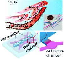 Graphical abstract: Cytotoxicity of quantum dots assay on a microfluidic 3D-culture device based on modeling diffusion process between blood vessels and tissues