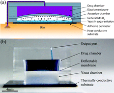 Graphical abstract: A fermentation-powered thermopneumatic pump for biomedical applications