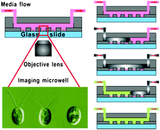 Graphical abstract: Controlling gas/liquid exchange using microfluidics for real-time monitoring of flagellar length in living Chlamydomonas at the single-cell level