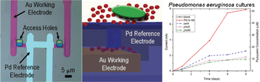 Graphical abstract: Electrochemical detection of pyocyanin in nanochannels with integrated palladium hydride reference electrodes