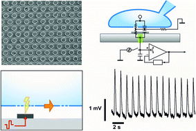 Graphical abstract: Open-cell recording of action potentials using active electrode arrays