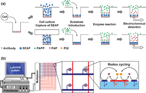 Graphical abstract: Accumulation and detection of secreted proteins from single cells for reporter gene assays using a local redox cycling-based electrochemical (LRC-EC) chip device