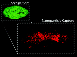 Graphical abstract: Seed particle-enabled acoustic trapping of bacteria and nanoparticles in continuous flow systems
