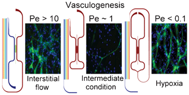Graphical abstract: Full range physiological mass transport control in 3D tissue cultures