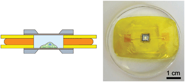 Graphical abstract: Microfluidic devices for X-ray studies on hydrated cells