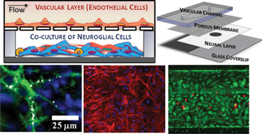 Graphical abstract: A modular approach to create a neurovascular unit-on-a-chip
