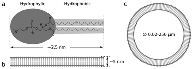 Graphical abstract: Microfluidic methods for forming liposomes