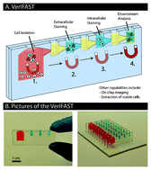 Graphical abstract: The VerIFAST: an integrated method for cell isolation and extracellular/intracellular staining