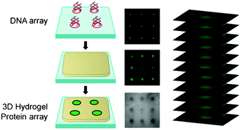 Graphical abstract: In-gel expression and in situ immobilization of proteins for generation of three dimensional protein arrays in a hydrogel matrix