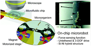 Graphical abstract: On-chip microrobot for investigating the response of aquatic microorganisms to mechanical stimulation