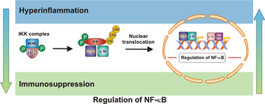 Graphical abstract: NF-κB as a potential therapeutic target in microbial diseases