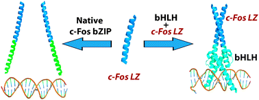 Graphical abstract: Forced homodimerization of the c-Fos leucine zipper in designed bHLHZ-like hybrid proteins MaxbHLH-Fos and ArntbHLH-Fos