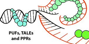 Graphical abstract: Modular recognition of nucleic acids by PUF, TALE and PPR proteins
