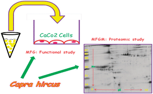 Graphical abstract: Proteome profile and biological activity of caprine, bovine and human milk fat globules