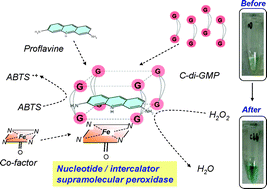 Graphical abstract: A C-di-GMP–proflavine–hemin supramolecular complex has peroxidase activity—implication for a simple colorimetric detection