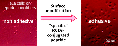 Graphical abstract: Dense surface functionalization using peptides that recognize differences in organized structures of self-assembling nanomaterials
