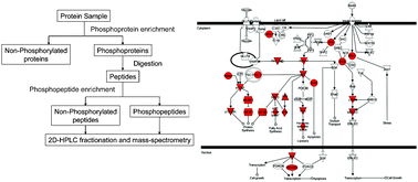 Graphical abstract: Global analysis of protein phosphorylation networks in insulin signaling by sequential enrichment of phosphoproteins and phosphopeptides