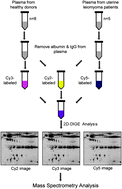 Graphical abstract: Proteomic identification of plasma biomarkers in uterine leiomyoma