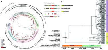 Graphical abstract: Multiple-strategy analyses of ZmWRKY subgroups and functional exploration of ZmWRKY genes in pathogen responses