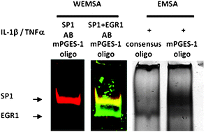 Graphical abstract: Identification of DNA–protein complexes using an improved, combined western blotting-electrophoretic mobility shift assay (WEMSA) with a fluorescence imaging system