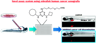 Graphical abstract: A novel zebrafish human tumor xenograft model validated for anti-cancer drug screening