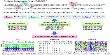 Graphical abstract: PLMLA: prediction of lysine methylation and lysine acetylation by combining multiple features