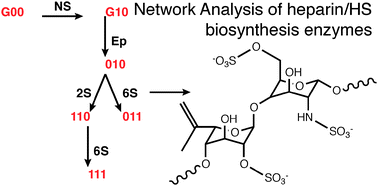 Graphical abstract: A highly efficient tree structure for the biosynthesis of heparan sulfate accounts for the commonly observed disaccharides and suggests a mechanism for domain synthesis