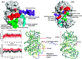 Graphical abstract: Understanding the molecular basis of MK2–p38α signaling complex assembly: insights into protein–protein interaction by molecular dynamics and free energy studies