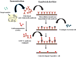Graphical abstract: A gold nanoparticles based immuno-bioprobe for detection of Vi capsular polysaccharide of Salmonella enterica serovar Typhi