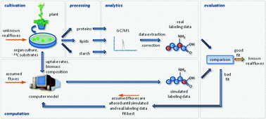 Graphical abstract: Towards high throughput metabolic flux analysis in plants
